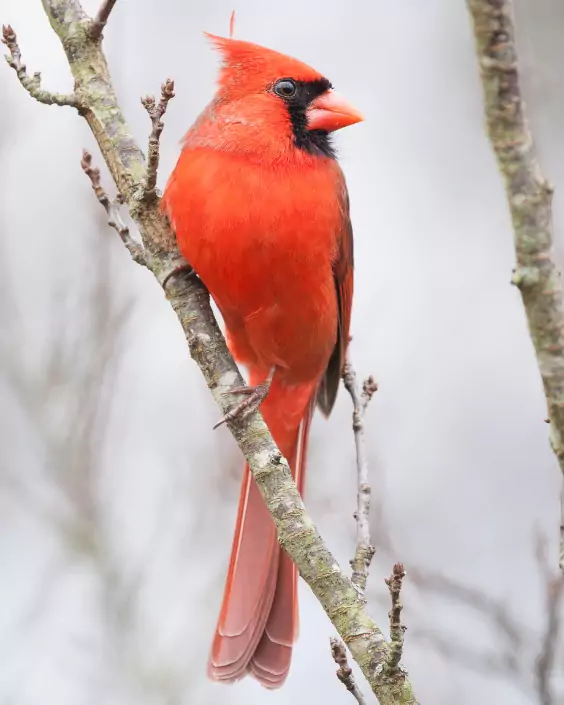 পাখি পিক