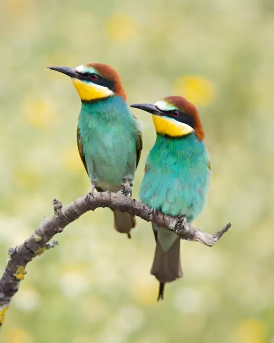 পাখির পিক