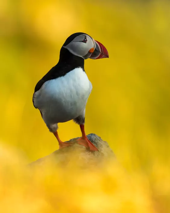 পাখি পিক