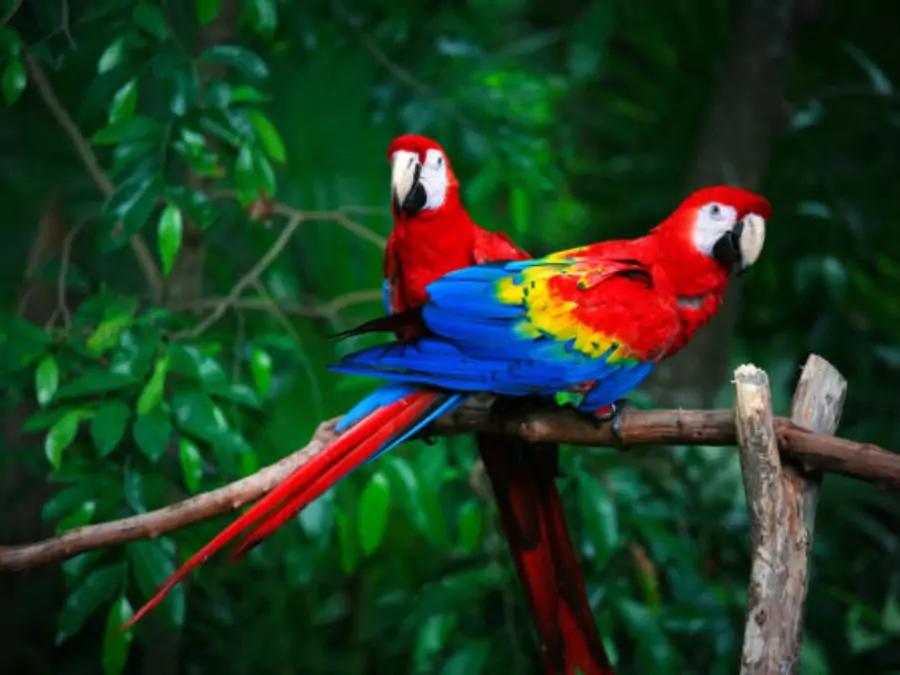 পাখি পিকচার