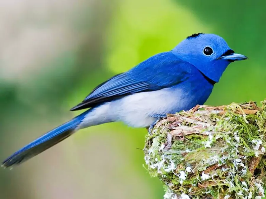 পাখির পিক