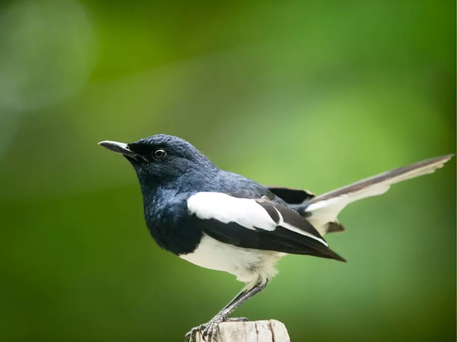 পাখির পিক