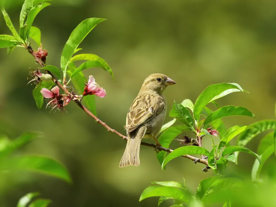 পাখির পিক
