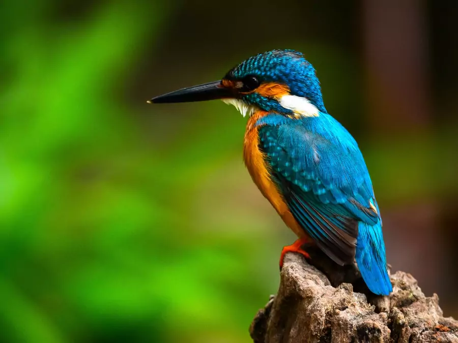 পাখির পিক