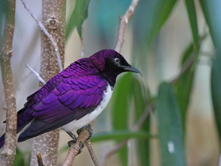 পাখি পিক