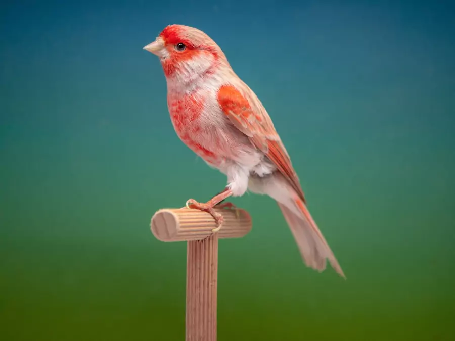 পাখি পিক