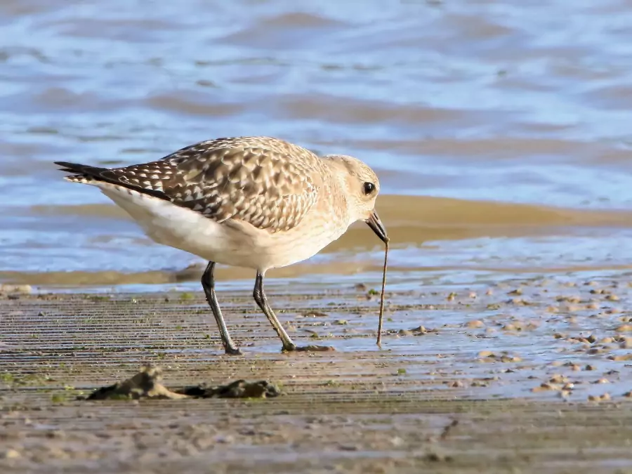 পাখি পিক