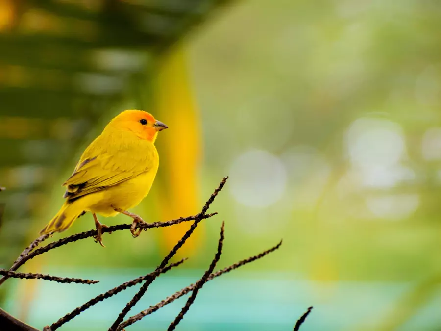 পাখির পিক