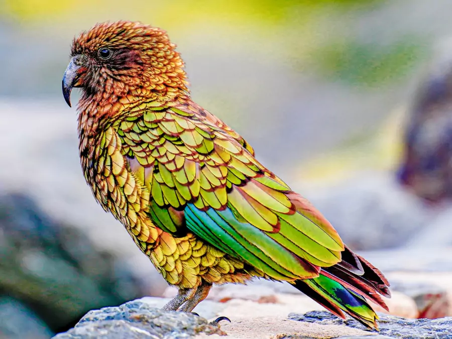 পাখি পিকচার