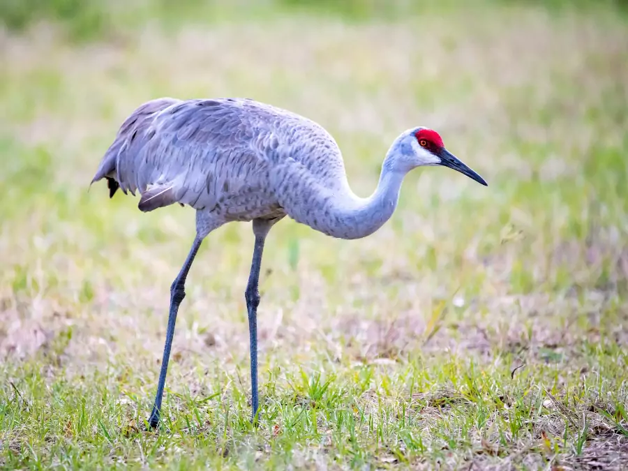 পাখি পিকচার