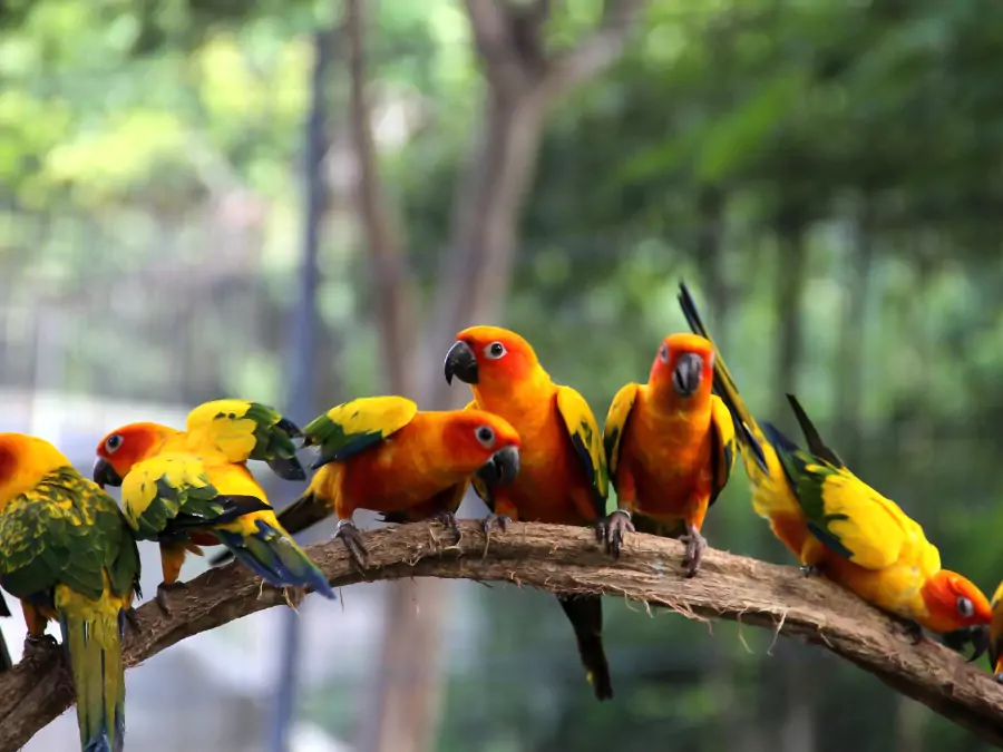 পাখি পিকচার