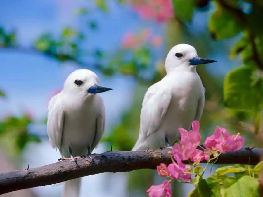 পাখির ছবি