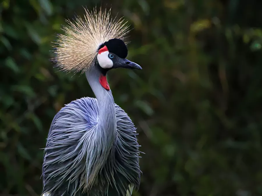 পাখি পিকচার