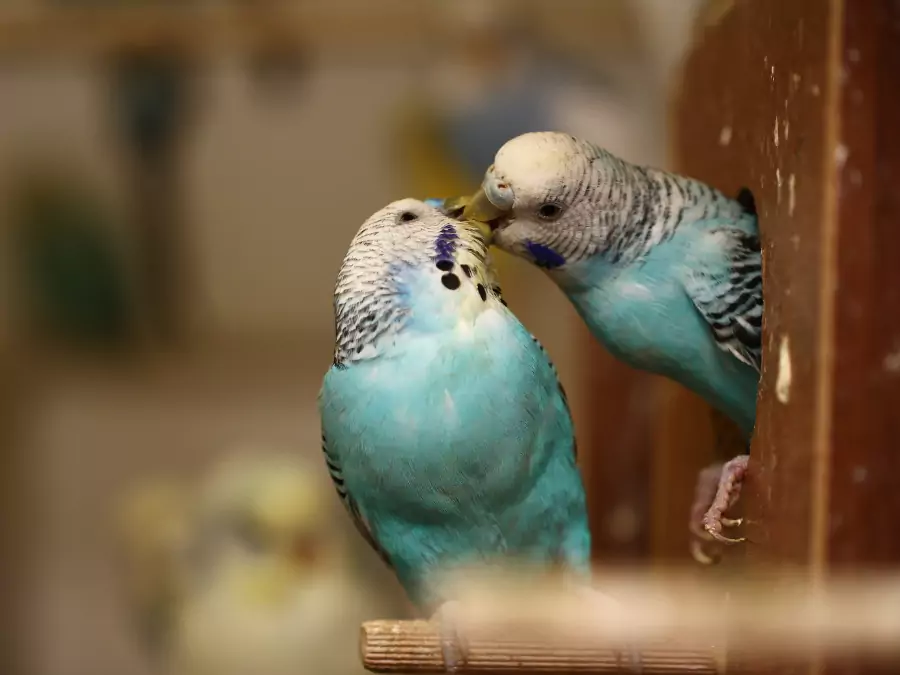 পাখি পিকচার