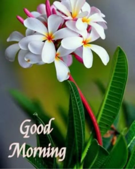 শুভ সকাল ছবি