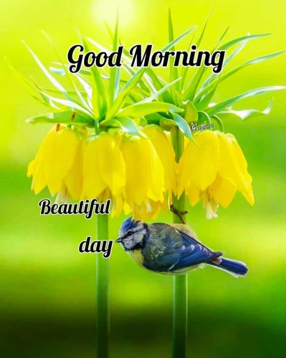 good morning new images