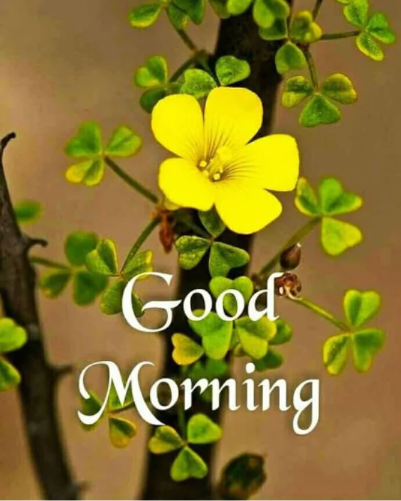 good morning new images