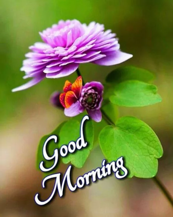 good morning new images