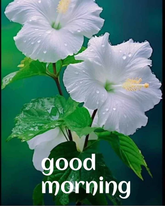 শুভ সকাল ছবি