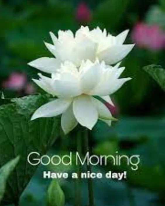 new good morning picture