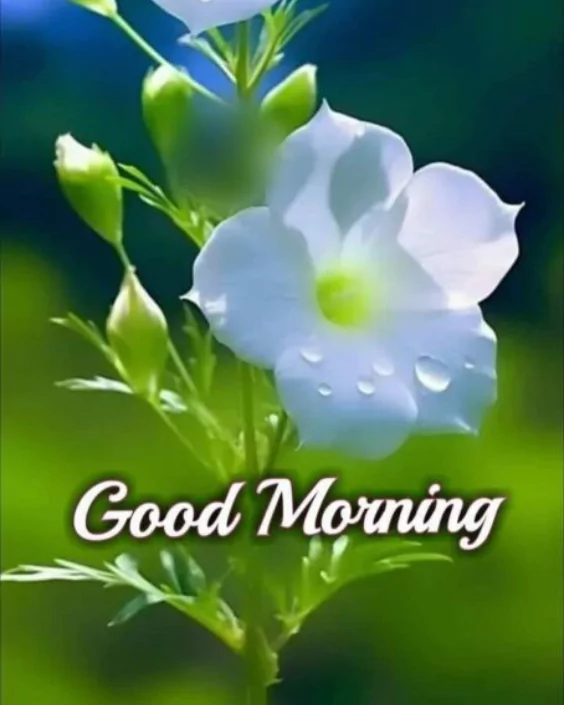 শুভ সকাল ছবি