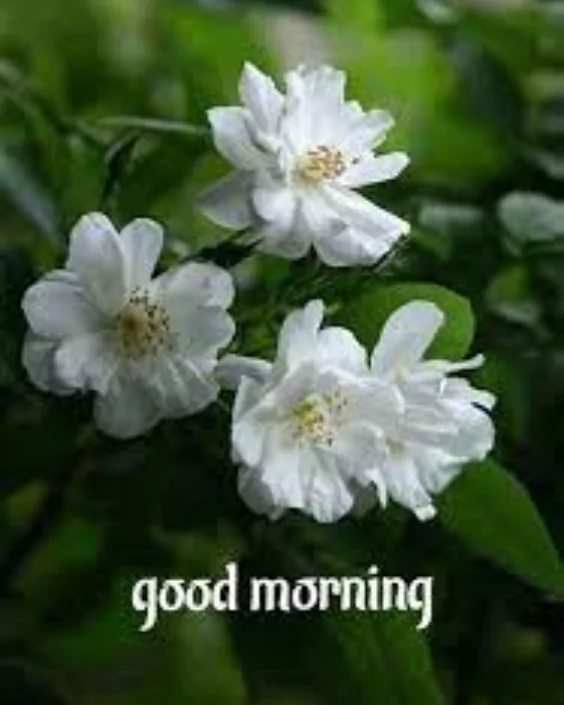 good morning new images