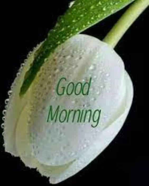 good morning new images
