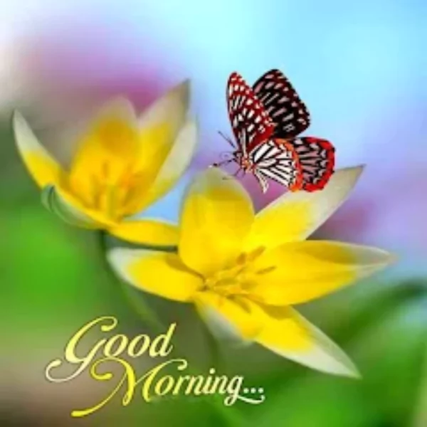 শুভ সকালের ছবি