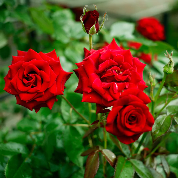 ভালোবাসার গোলাপ ফুলের ছবি
