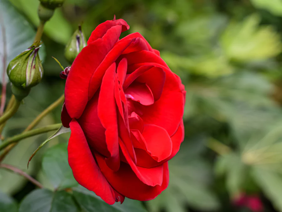 গোলাপের পিক