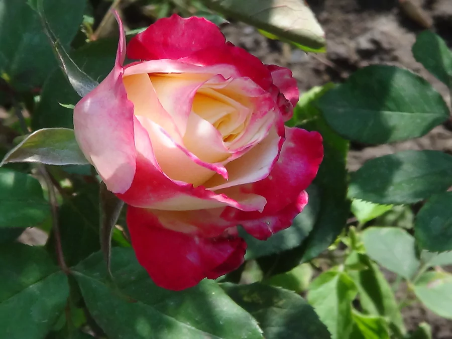 গোলাপের পিক