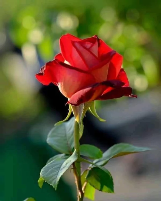 ভালোবাসার গোলাপ ফুলের ছবি