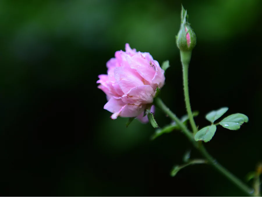সাদা গোলাপ ফুলের ছবি