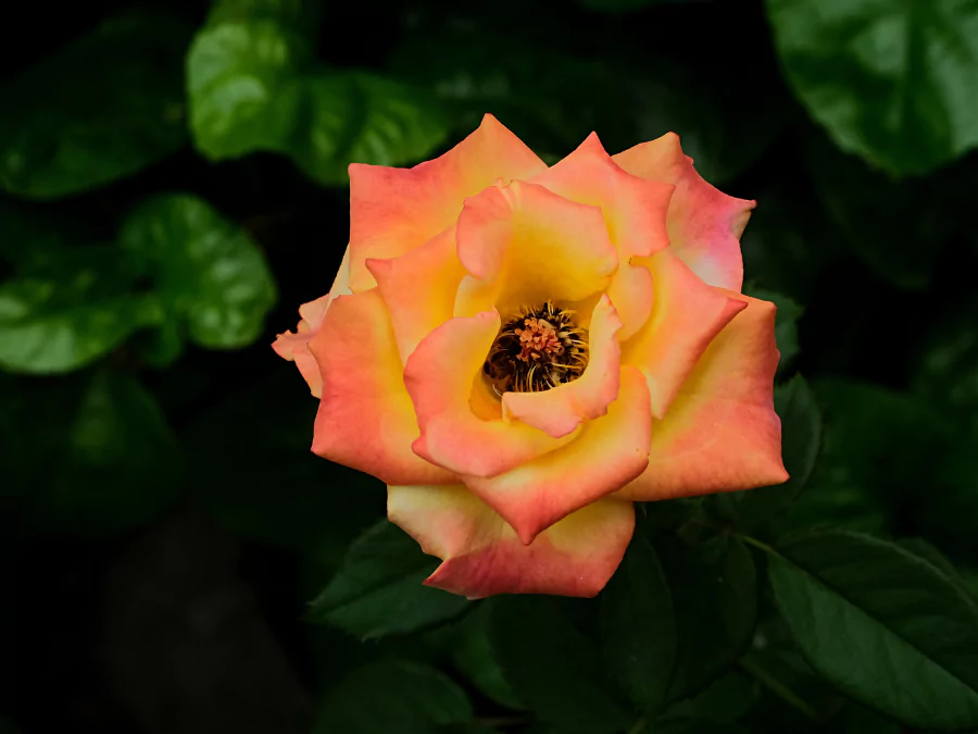 গোলাপের ছবি