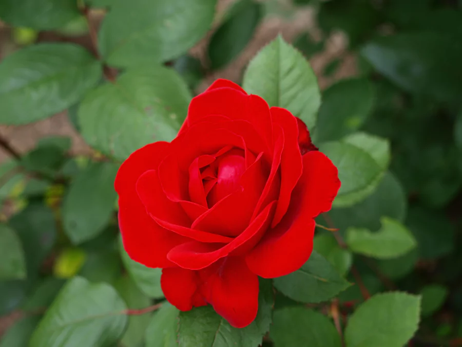 গোলাপ ফুলের ছবি