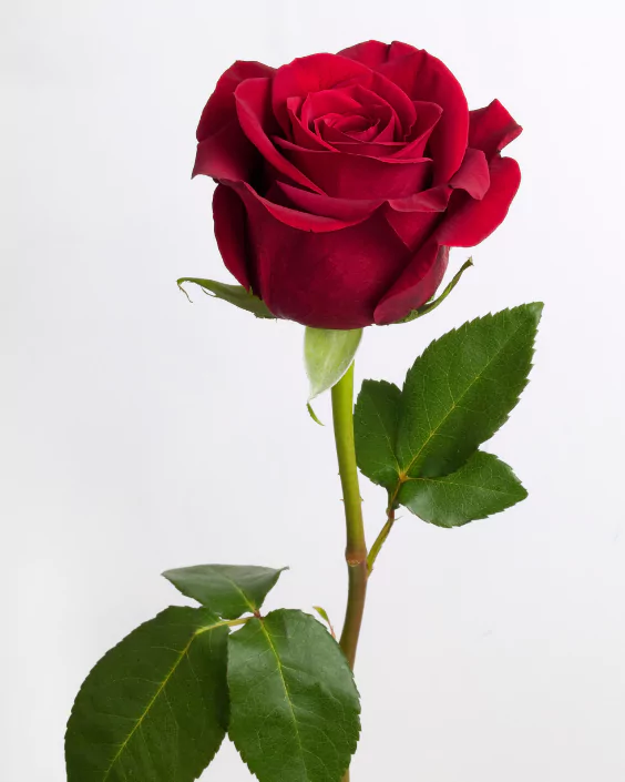 ভালোবাসার গোলাপ ফুলের ছবি
