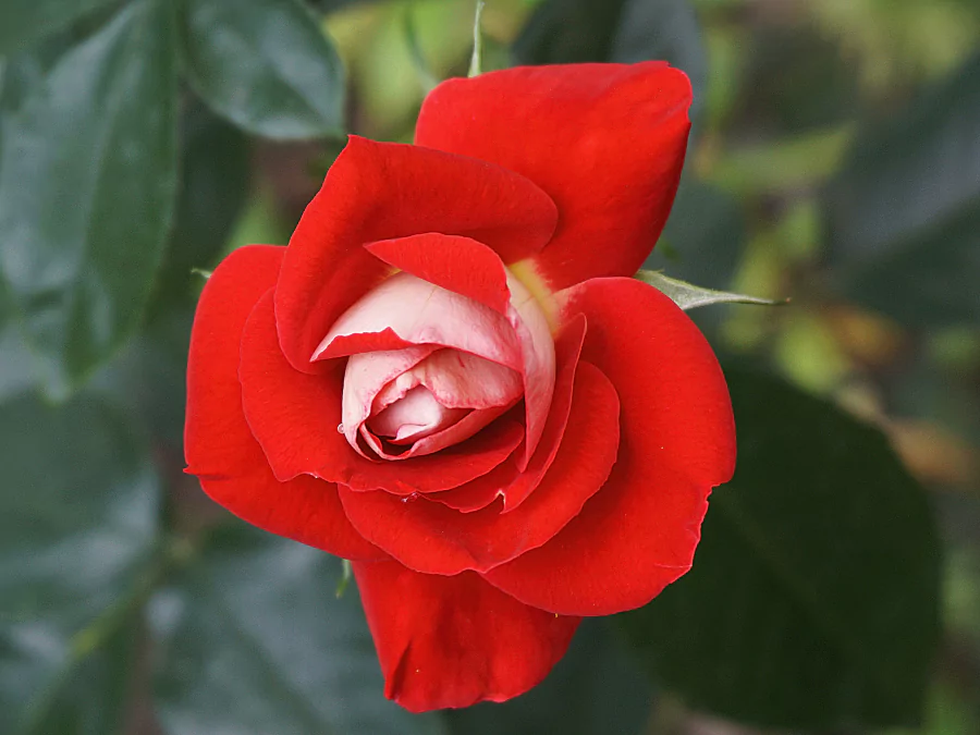 গোলাপ ফুলের ছবি