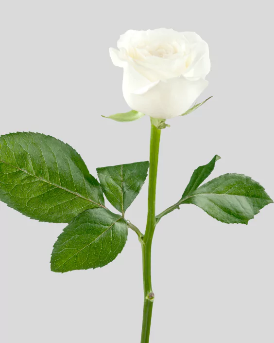 সাদা গোলাপ ফুলের ছবি