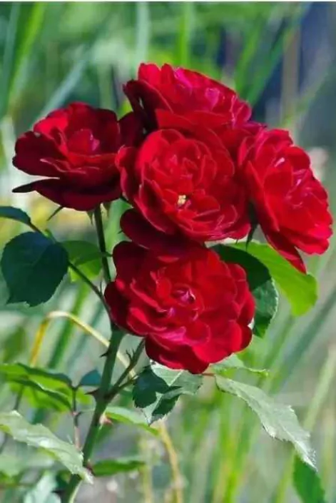 ভালোবাসার গোলাপ ফুলের ছবি