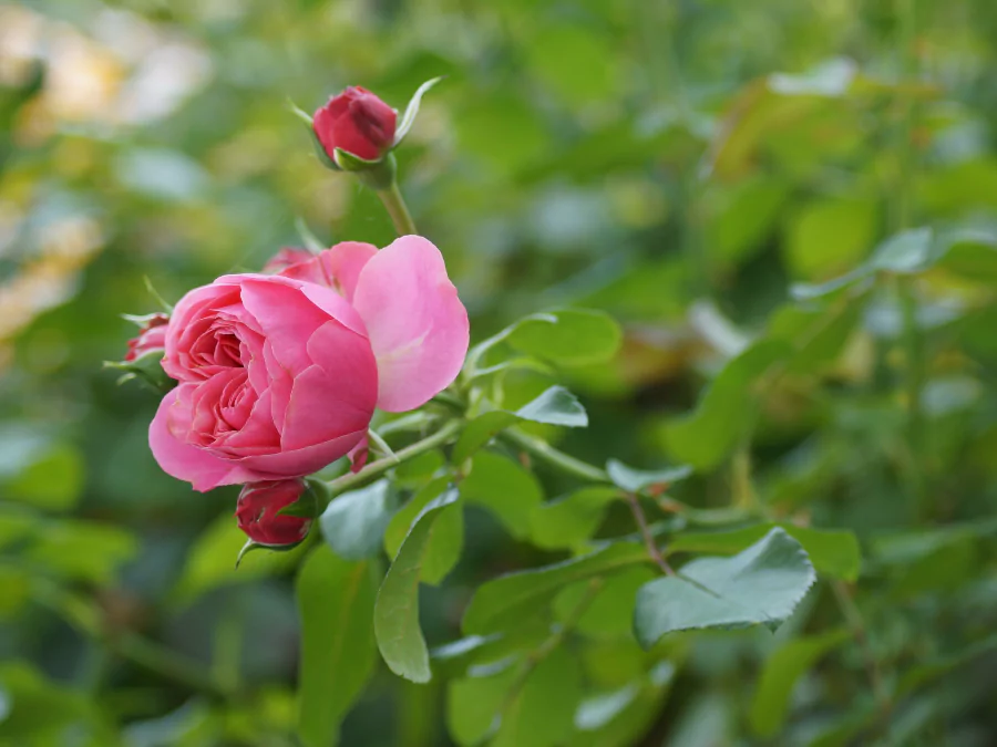 গোলাপ ফুলের ছবি