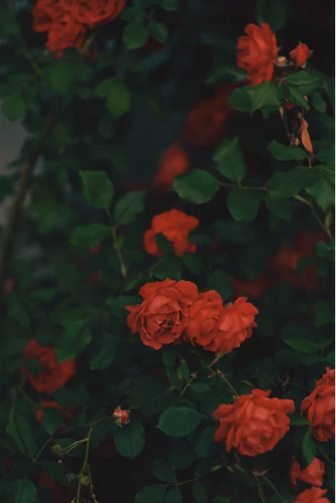 গোলাপ ফুল পিক