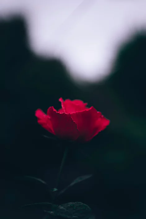 গোলাপ ফুল পিক