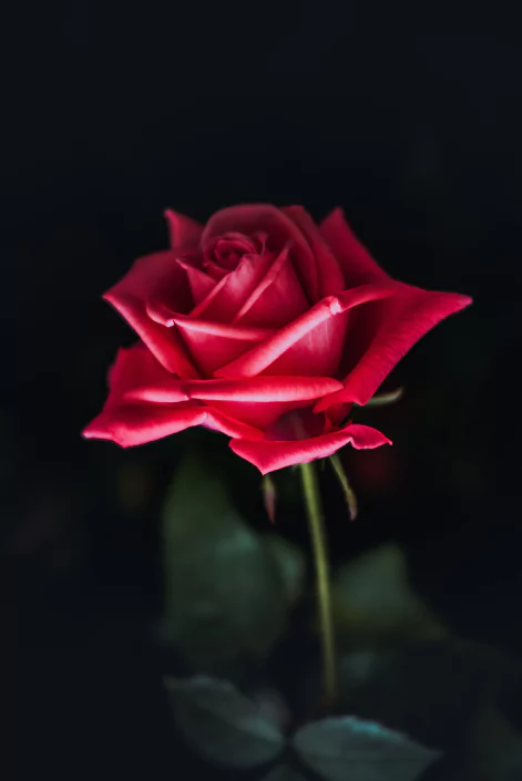 গোলাপ ফুল পিক
