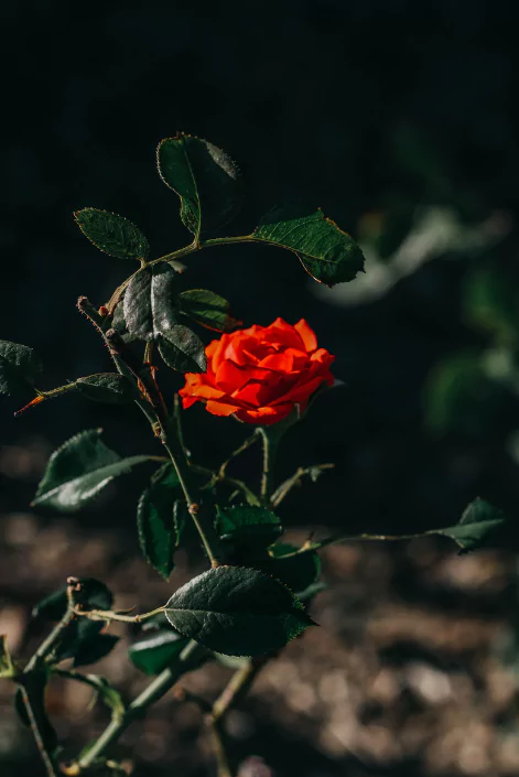 গোলাপ ফুল পিকচার
