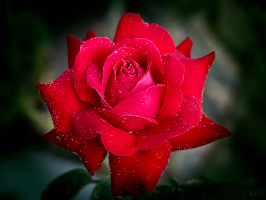 গোলাপ ফুলের ছবি