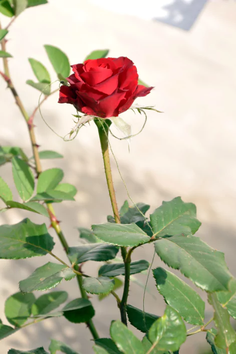 গোলাপ ফুল পিকচার
