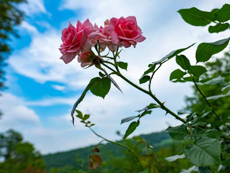 গোলাপ ফুলের ছবি