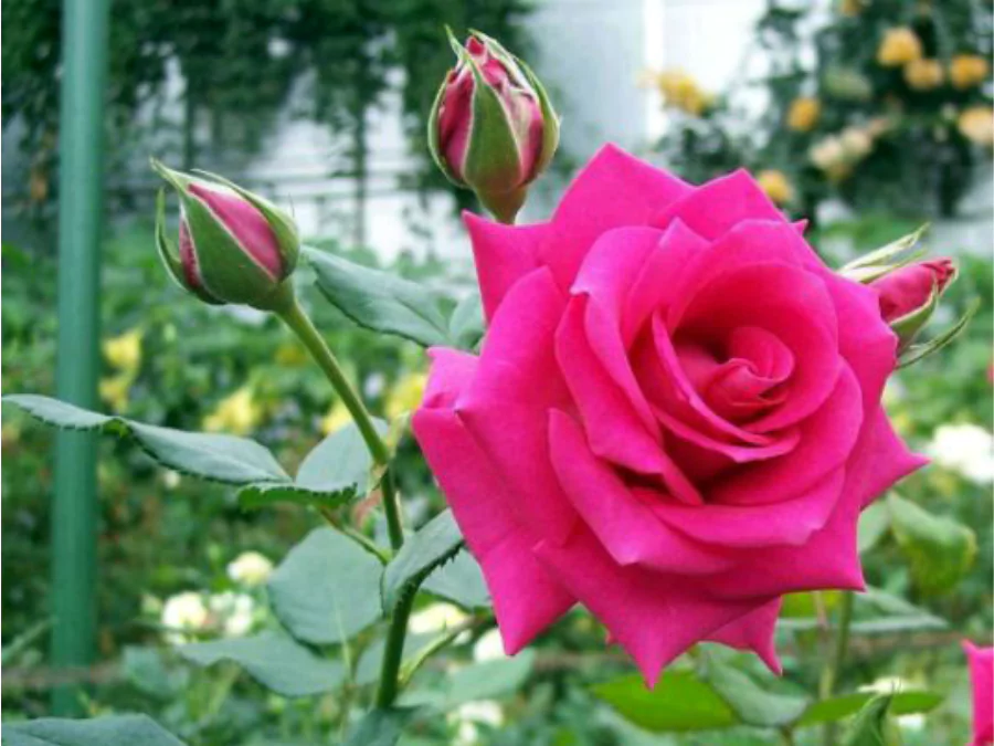 গোলাপ ফুল পিকচার