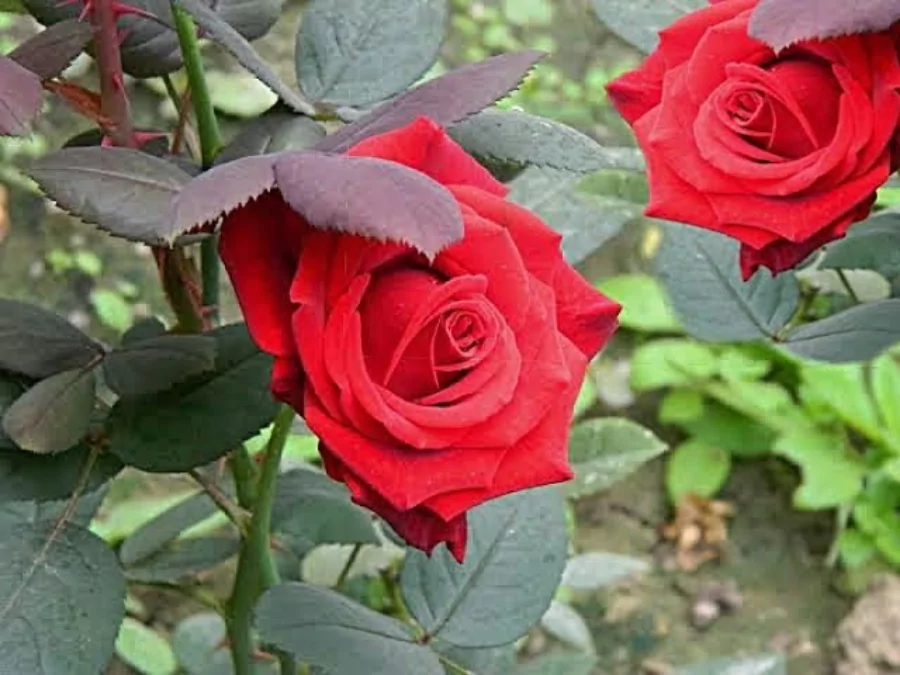 গোলাপ ফুল পিকচার