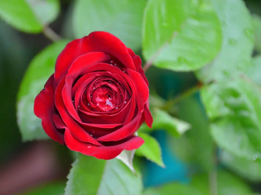 গোলাপ ফুলের ছবি